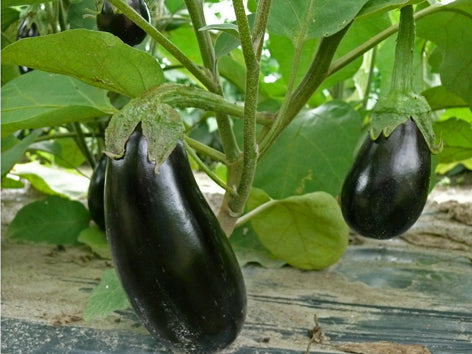 Aubergine